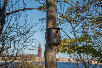 Birdhouse on a tree, blurred  background Town City Hall down town a sunny winter day in Stockholm