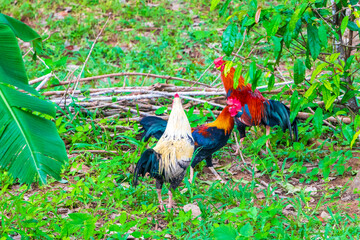 Chickens hen and cock in tropical garden Phuket island Thailand.