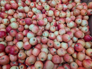 There are many red apples