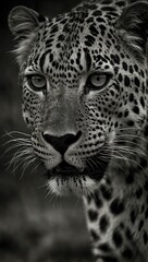 Fototapeta premium Black-and-white image of a leopard's intense gaze.