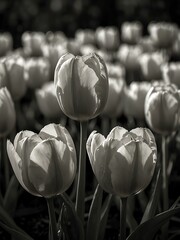 Obraz premium Black-and-white photo of blooming tulips in evening light.