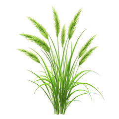Fototapeta premium Vibrant green grass with tall, fluffy tufts. PNG