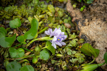 Flower in the water