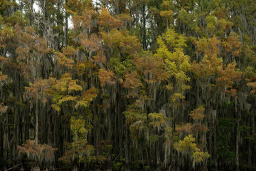 autumn forest in the morning