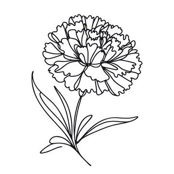recommend clip art:  One continuous line illustration of a carnation flower, isolated on white background.