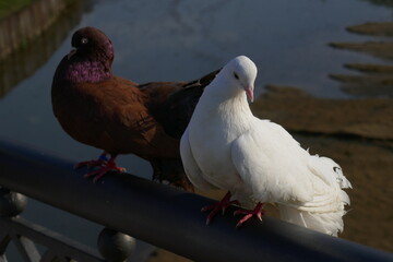 white dove in the park