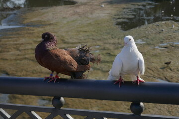 pigeons on the beach