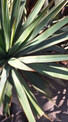 Close-up of green leaves of Yucca filamentosa Palmlelie