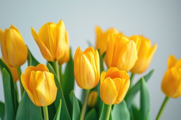 Fresh bright yellow tulip flowers with green leaves on white background in studio