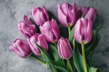 Fototapeta premium Spring tulips on gray background for special occasions.