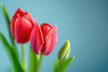 Fototapeta premium Close up of red tulips on blue background with copy space.