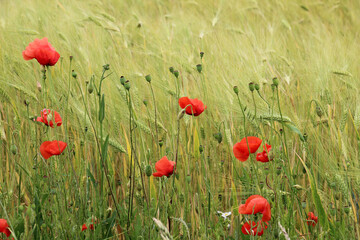 Flowering wild poppy (Papaver rhoeas)