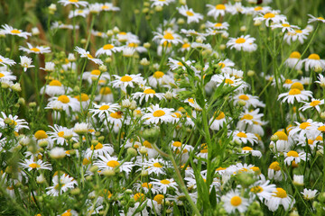 Fototapeta premium Chamomile blooms in the meadow among the herbs