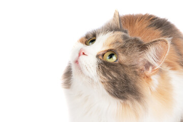 Fluffy long hair cat portrait isolated on the white background