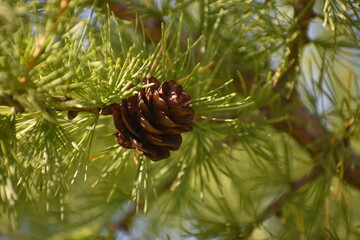 Larch cone on a tree branch on a summer day closeup