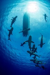 School of Caribbean Reef Sharks swimming around a diving boat