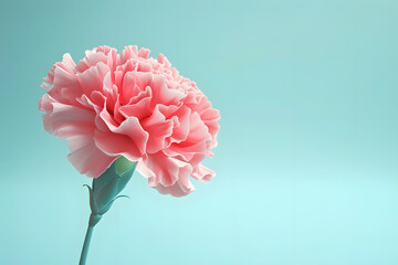 charming coral carnation bloom on soft baby blue background - pastel floral concept illustration. generative ai