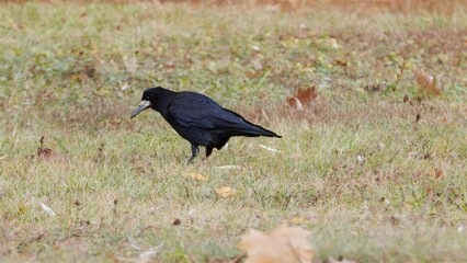 In the warm autumn sunlight, a black rook forages for food in its natural grassy habitat