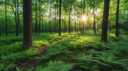 Obraz premium Serene Forest Scene with Lush Ferns and Golden Sunlight Filter