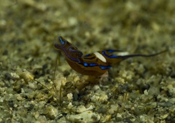 Aglaja searching for prey on the seabed