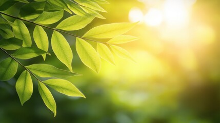 Obraz premium Lush Green Leaves Glowing in Soft Morning Light Natural Scene
