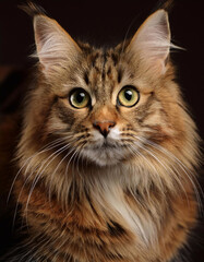 Kot rasowy z długim futrem, zwierzę domowe, Maine coon