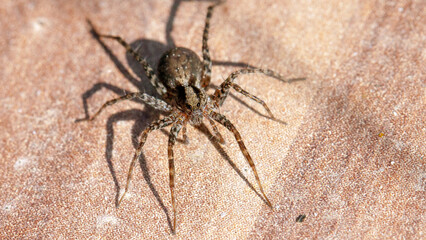 spider on a surface