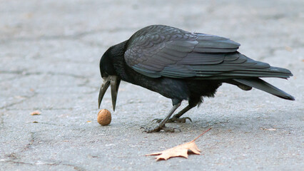 crow on the ground