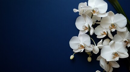An elegant bouquet of white orchids on a deep midnight blue backdrop, close-up shot, Minimalist style