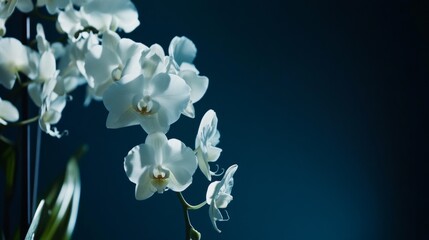 An elegant cascade of white orchids against a deep midnight blue background, artistic close-up shot, Minimalist style
