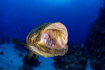 Goliath grouper with its mouth open