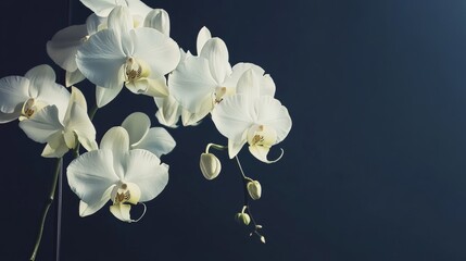 An elegant cascade of white orchids against a deep navy blue background, artistic close-up shot, Minimalist style