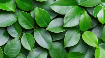 Obraz premium Rich, vibrant green leaves layered in an intricate pattern evoke a sense of tranquility and nature, Ideal for use in design, wellness, or environmental projects to convey freshness and sustainability