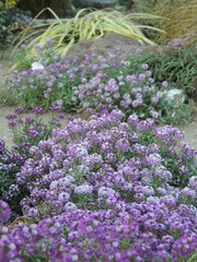 Obraz premium purple delicate street flowers with small inflorescences in the landscape of a park or garden, decorative flowering plants of lilac shades in vertical orientation of the image
