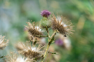 Sharp blooming field thistle with tufts of fluff close-up. Blossoming cirsium arvense or pink sow thistle growing in meadow. Carduus burdock of the asteraceae family dangerous to high nitrite content.