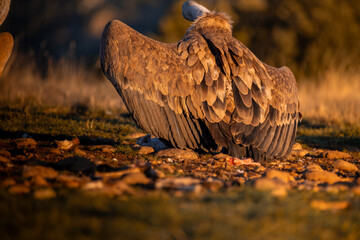 BUITRES EN LA MONTA&Ntilde;A