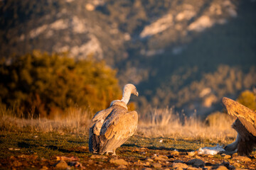 BUITRES EN LA MONTA&Ntilde;A