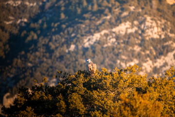 BUITRES EN LA MONTA&Ntilde;A
