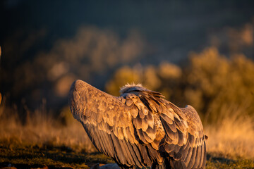 BUITRES EN LA MONTA&Ntilde;A