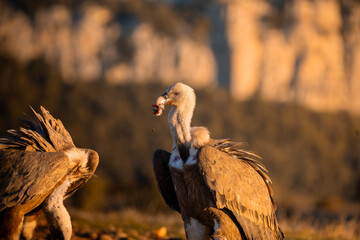BUITRES EN LA MONTA&Ntilde;A