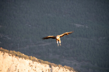 BUITRES EN LA MONTA&Ntilde;A