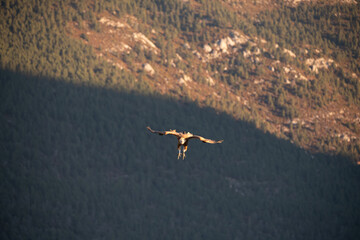 BUITRES EN LA MONTA&Ntilde;A