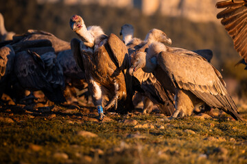 BUITRES EN LA MONTA&Ntilde;A