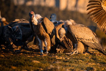 BUITRES EN LA MONTA&Ntilde;A