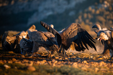 BUITRES EN LA MONTA&Ntilde;A