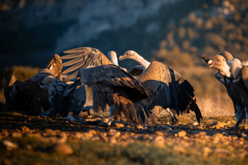 BUITRES EN LA MONTA&Ntilde;A