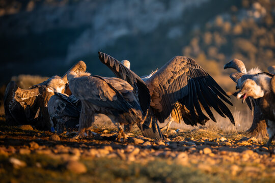 BUITRES EN LA MONTA&Ntilde;A