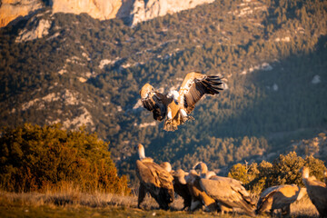 BUITRES EN LA MONTAÑA