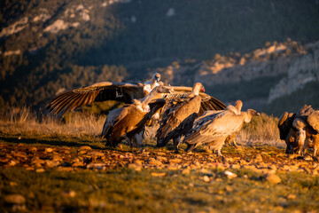 BUITRES EN LA MONTAÑA