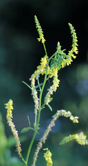 Melilot officinalis, ribbed melilot (Melilotus officinalis) blooms in nature